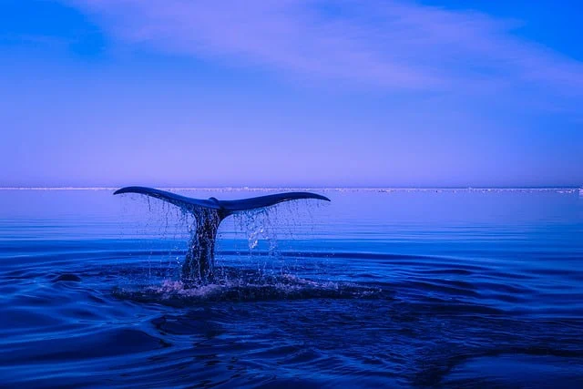 With 100K tracks uploaded a day, a longtail music cull is coming whale tail jpg